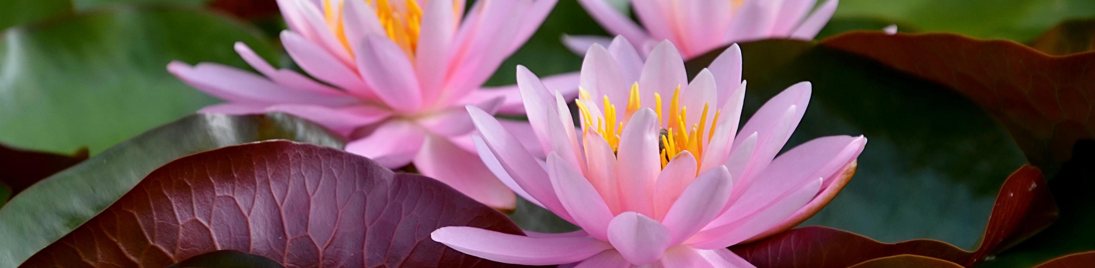 Kauneushoitola Vivian